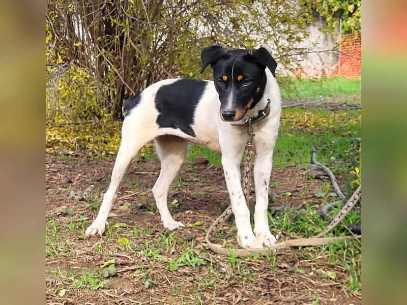 BRISA ❤️ kleine Frohnatur, Pflegefamilie Immenhausen