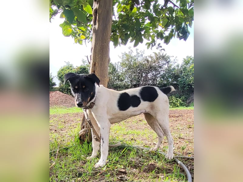 BRISA ❤️ kleine Frohnatur, Pflegefamilie Immenhausen