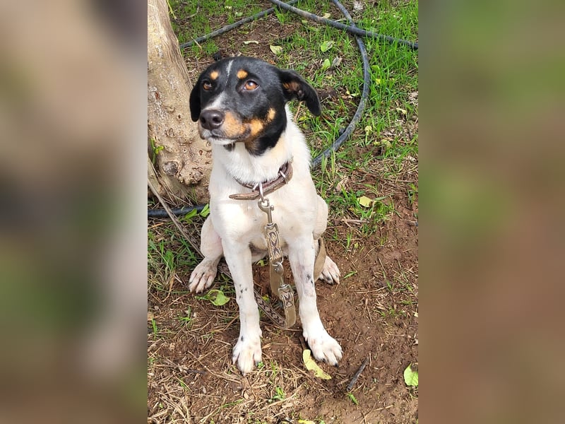 BRISA ❤️ kleine Frohnatur, Pflegefamilie Immenhausen