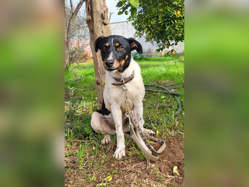 BRISA ❤️ kleine Frohnatur, Pflegefamilie Immenhausen