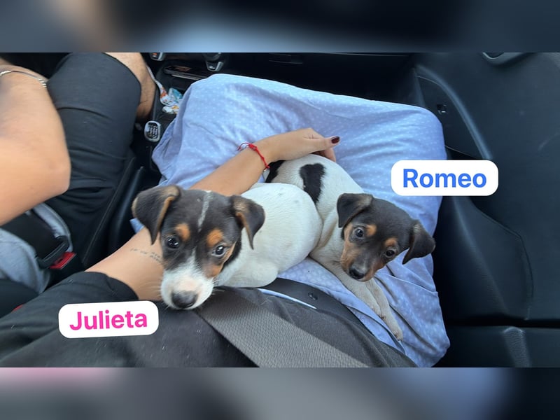 Romeo ,Kleiner Wirbelwind auf vier Pfoten sucht sein großes Glück