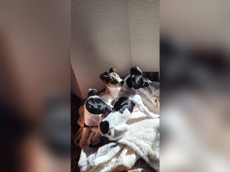 Mia - kleiner Wirbelwind sucht ihre Familie