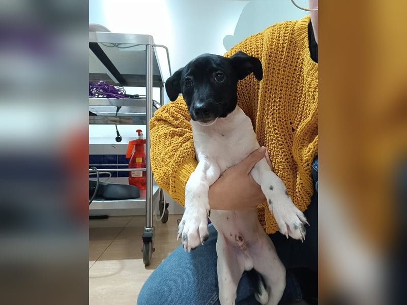 Teddy-Kleine Pfoten auf der Suche nach großem Glück