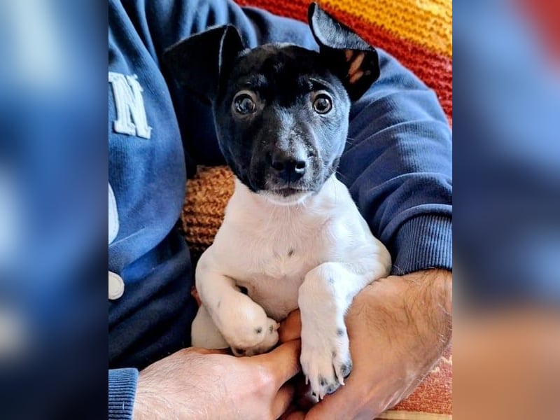 Teddy-Kleine Pfoten auf der Suche nach großem Glück