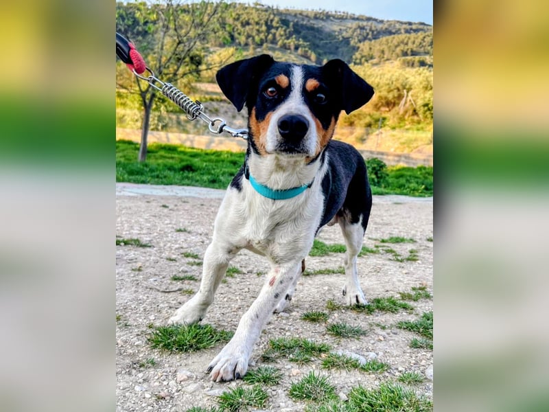 Pancho - dreifarbiger Sonnenschein sucht sein Glück
