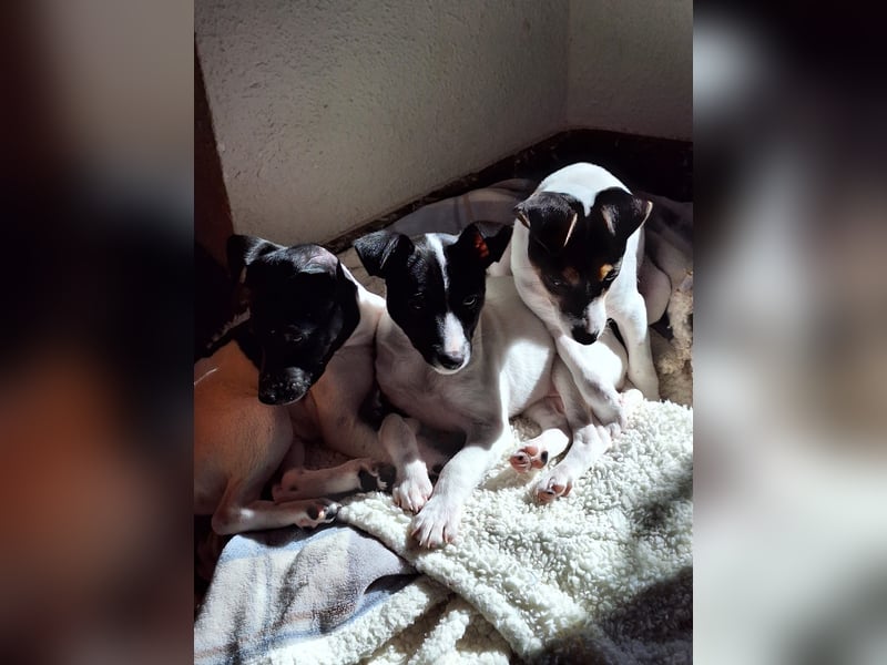 Teddy-Kleine Pfoten auf der Suche nach großem Glück