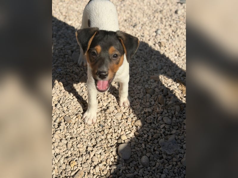 Romeo ,Kleiner Wirbelwind auf vier Pfoten sucht sein großes Glück