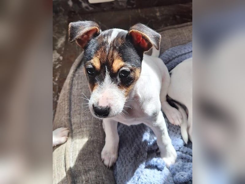 Mia - kleiner Wirbelwind sucht ihre Familie