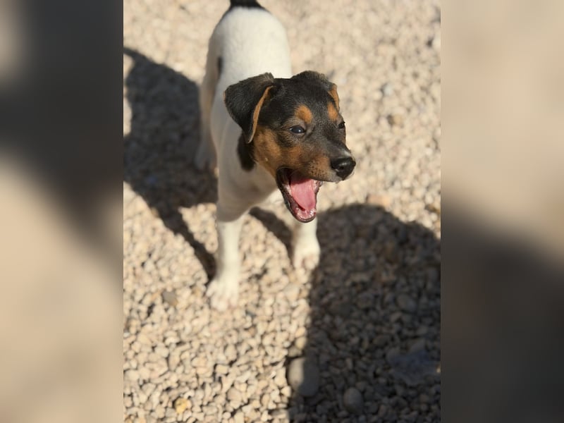 Romeo ,Kleiner Wirbelwind auf vier Pfoten sucht sein großes Glück