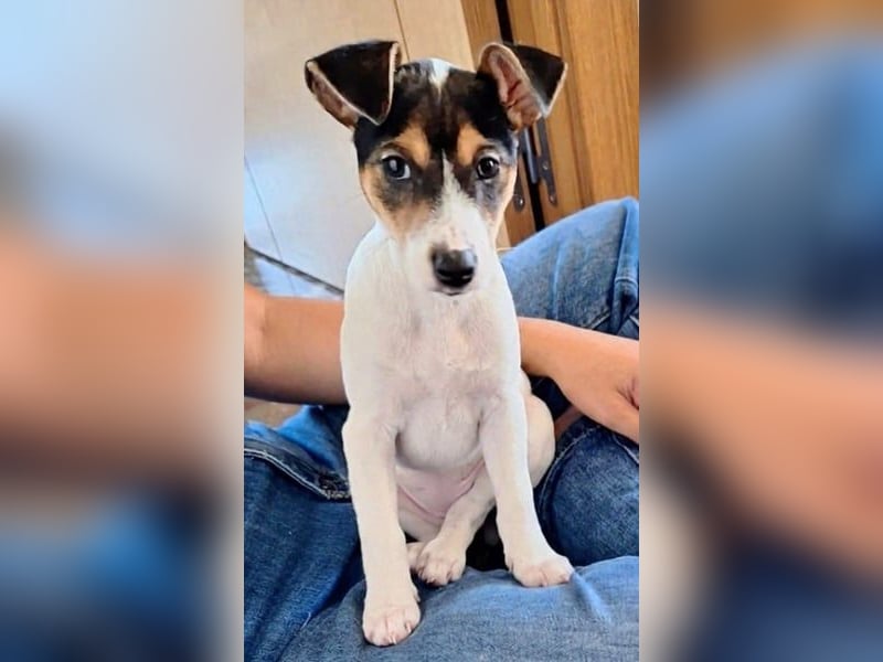 Mia - kleiner Wirbelwind sucht ihre Familie