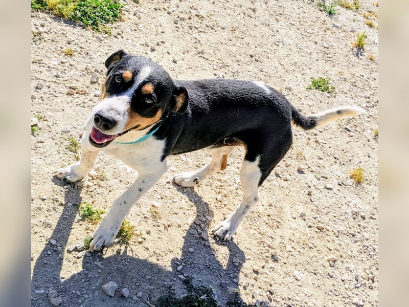 Pancho - dreifarbiger Sonnenschein sucht sein Glück