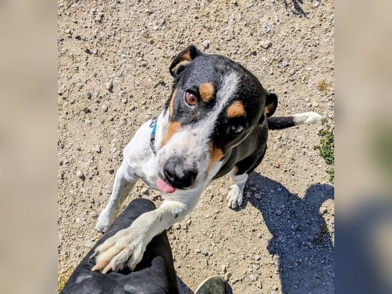 Pancho - dreifarbiger Sonnenschein sucht sein Glück