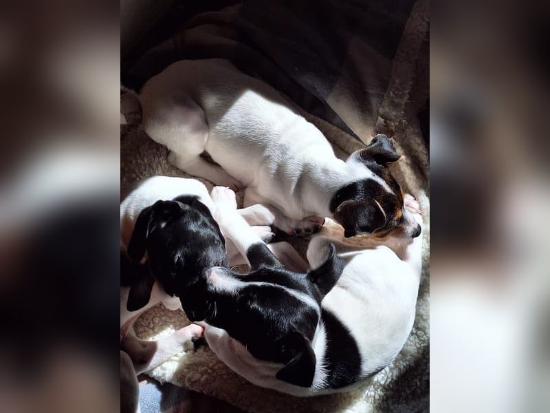 Teddy-Kleine Pfoten auf der Suche nach großem Glück