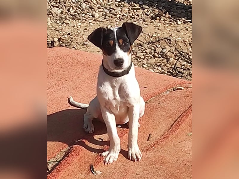 Bru ,zarte kleine Bodeguero-Hündin sucht geduldiges Zuhause