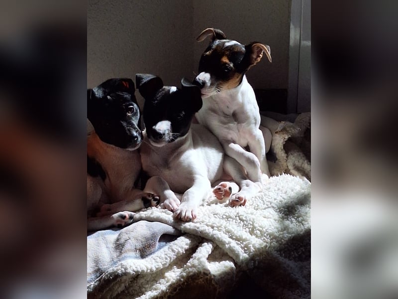 Teddy-Kleine Pfoten auf der Suche nach großem Glück