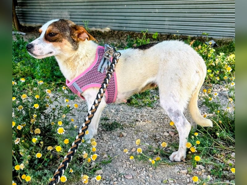 Guinda - zarte kleine Hundemama sucht ihr Zuhause