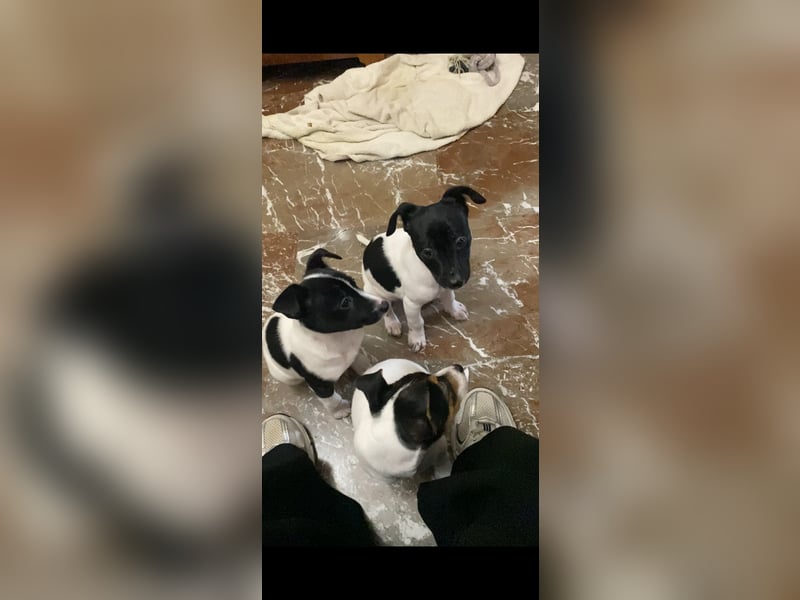 Mia - kleiner Wirbelwind sucht ihre Familie