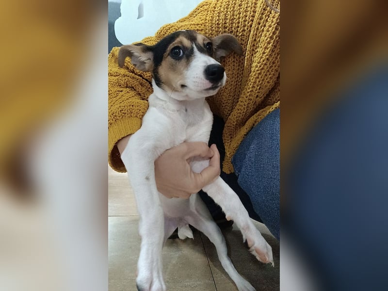 Mia - kleiner Wirbelwind sucht ihre Familie