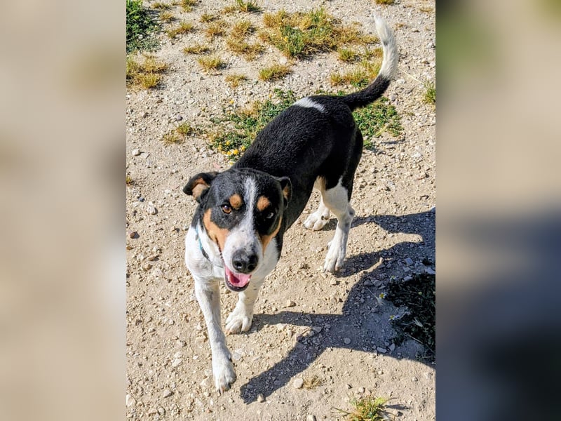 Pancho - dreifarbiger Sonnenschein sucht sein Glück