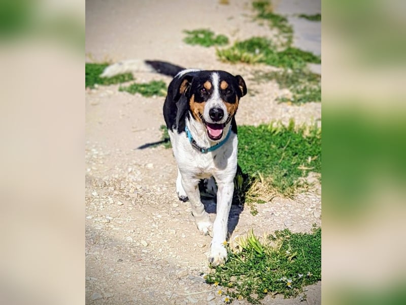Pancho - dreifarbiger Sonnenschein sucht sein Glück