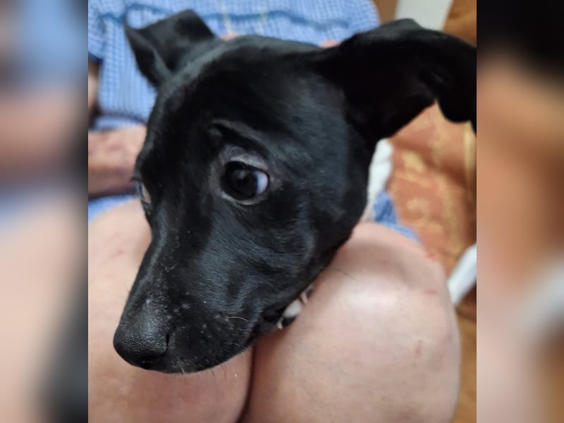 Teddy-Kleine Pfoten auf der Suche nach großem Glück