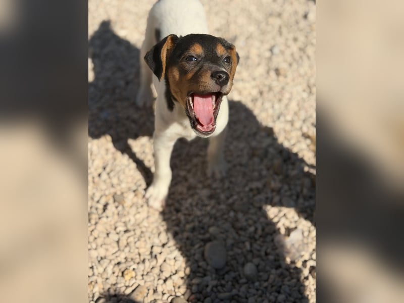 Romeo ,Kleiner Wirbelwind auf vier Pfoten sucht sein großes Glück