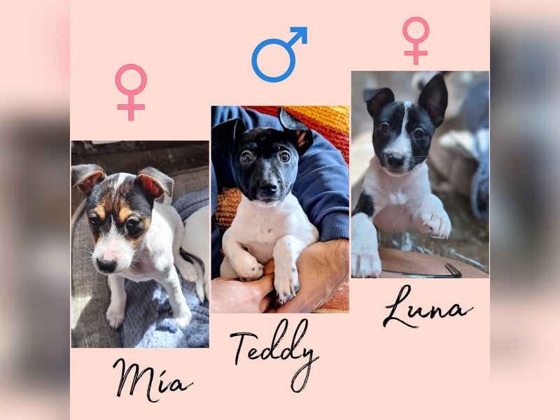 Teddy-Kleine Pfoten auf der Suche nach großem Glück