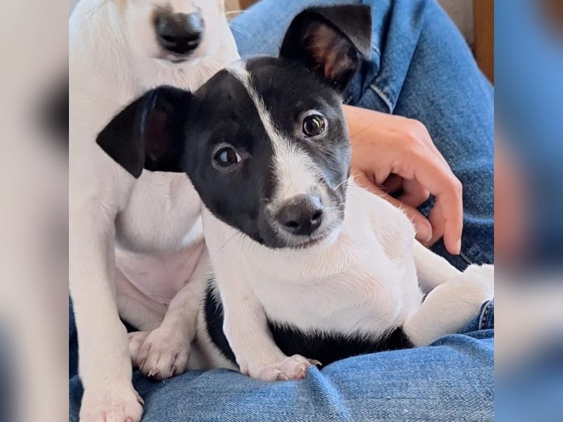 Luna - kleiner Sonnenschein auf vier Pfoten möchte die Welt entdecken