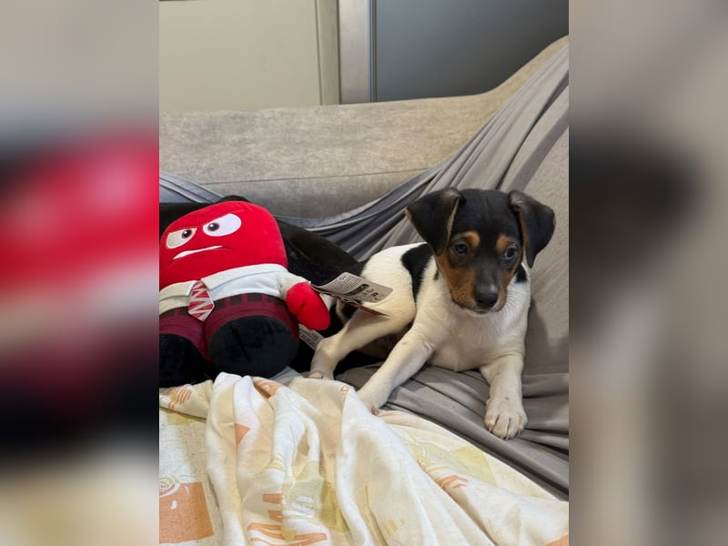 Romeo ,Kleiner Wirbelwind auf vier Pfoten sucht sein großes Glück