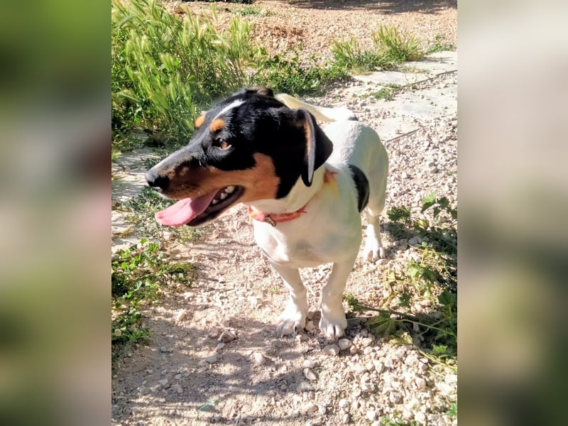 Casi - kleine dreifarbige Bodeguero-Mix-Hündin sucht ihr Für-immer-Zuhause
