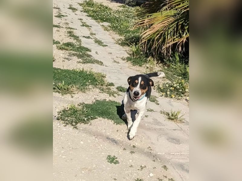 Pancho - dreifarbiger Sonnenschein sucht sein Glück