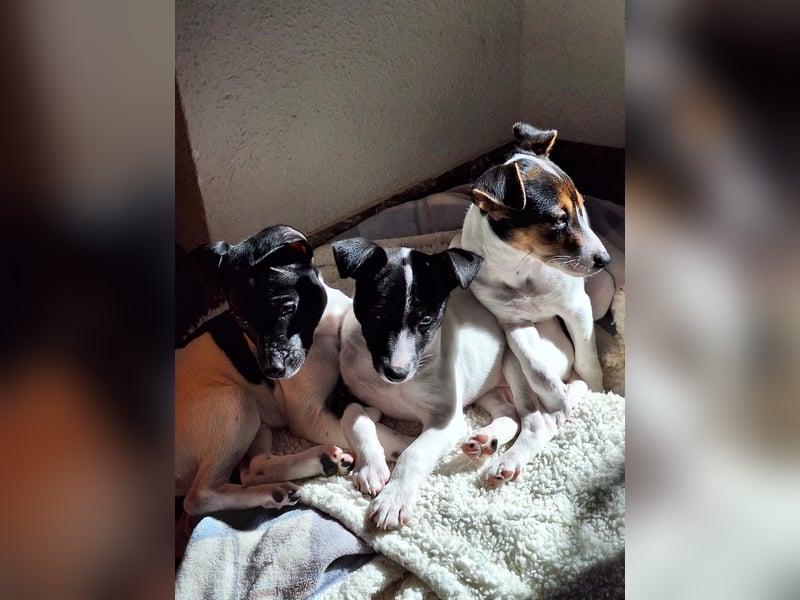 Mia - kleiner Wirbelwind sucht ihre Familie