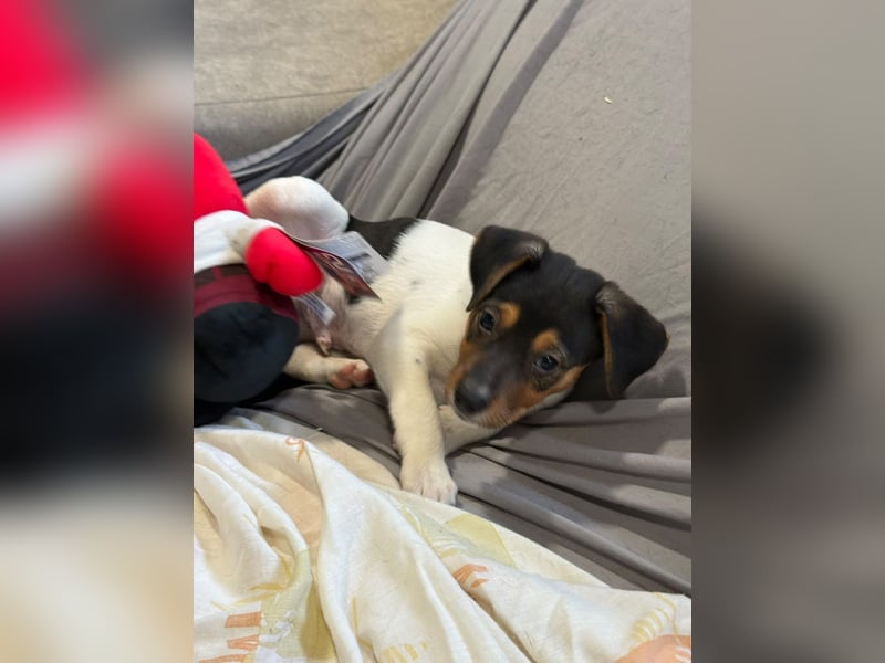Romeo ,Kleiner Wirbelwind auf vier Pfoten sucht sein großes Glück