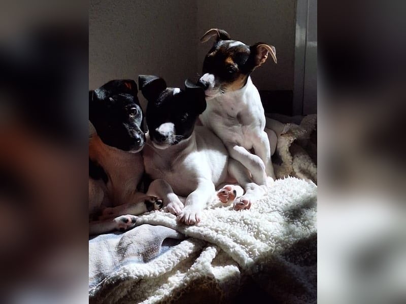 Mia - kleiner Wirbelwind sucht ihre Familie