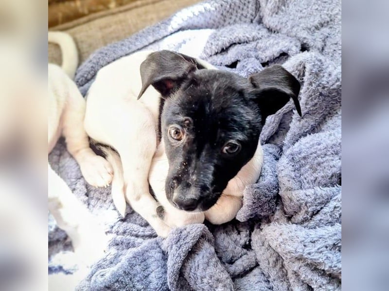 Teddy-Kleine Pfoten auf der Suche nach großem Glück