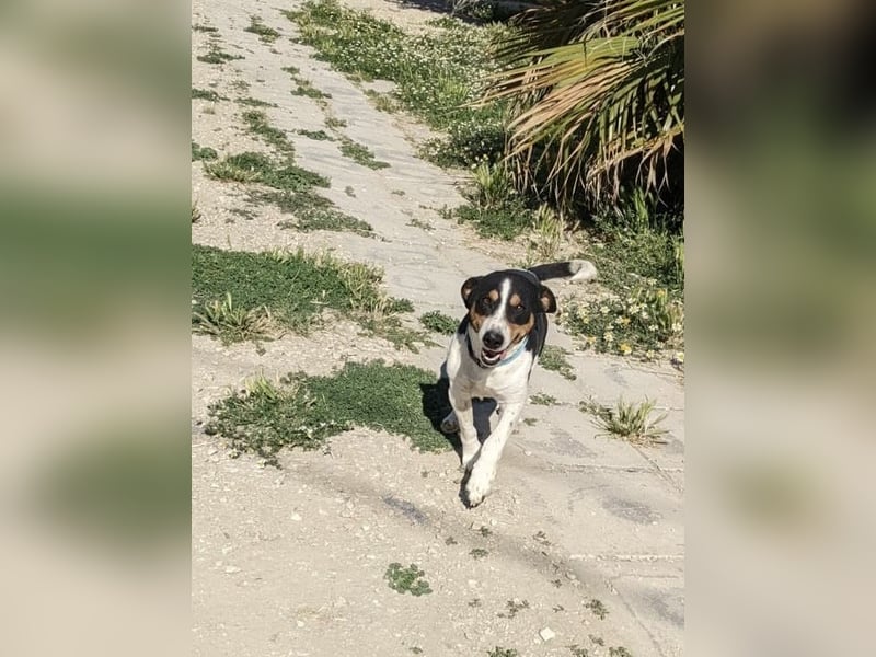 Pancho - dreifarbiger Sonnenschein sucht sein Glück