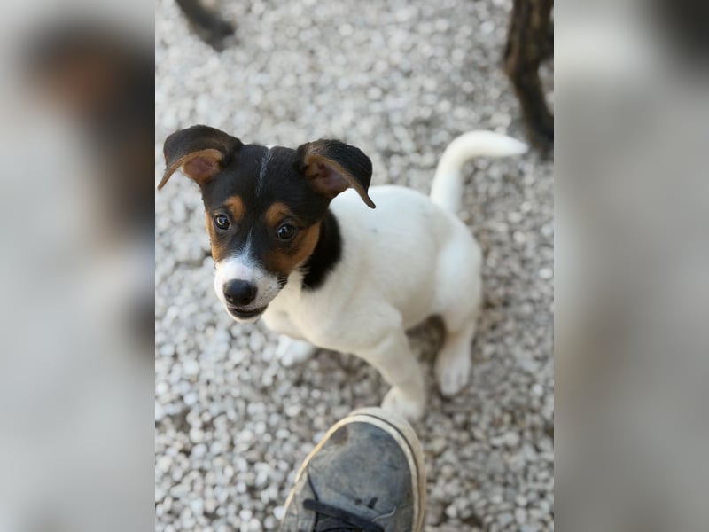 Kleine Zaubermaus mit großen Träumen sucht ihr Für-immer-Zuhause!