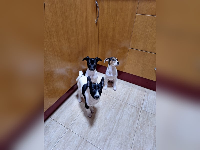 Teddy-Kleine Pfoten auf der Suche nach großem Glück