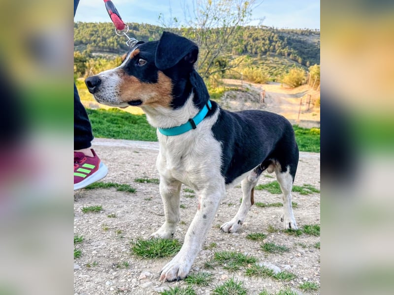 Pancho - dreifarbiger Sonnenschein sucht sein Glück