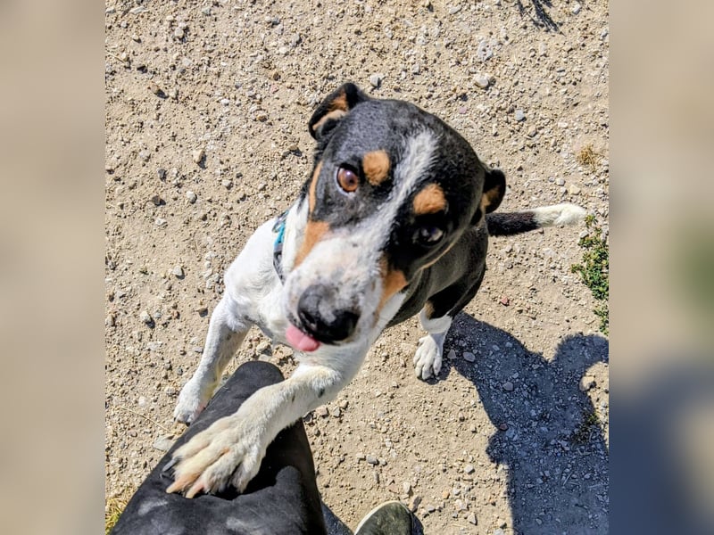 Pancho - dreifarbiger Sonnenschein sucht sein Glück