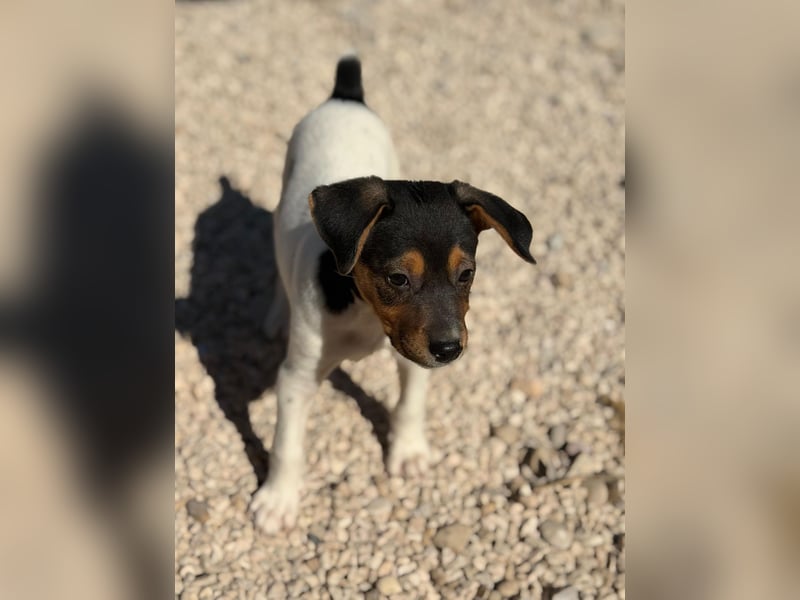 Romeo ,Kleiner Wirbelwind auf vier Pfoten sucht sein großes Glück