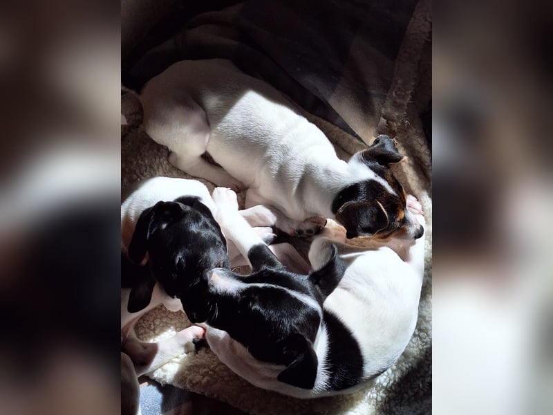 Teddy-Kleine Pfoten auf der Suche nach großem Glück