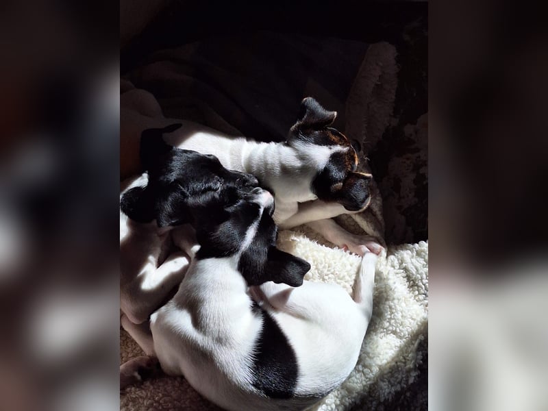 Mia - kleiner Wirbelwind sucht ihre Familie