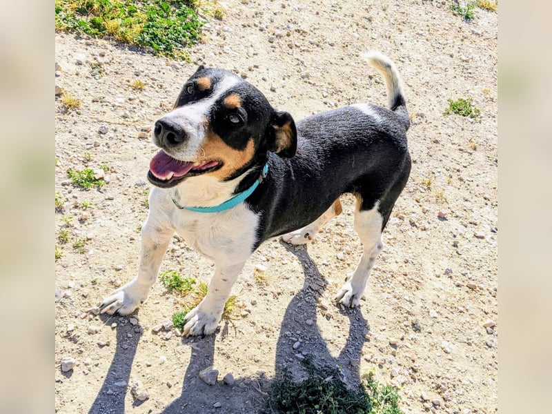 Pancho - dreifarbiger Sonnenschein sucht sein Glück