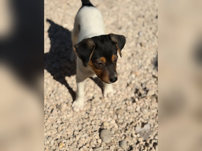 Romeo ,Kleiner Wirbelwind auf vier Pfoten sucht sein großes Glück