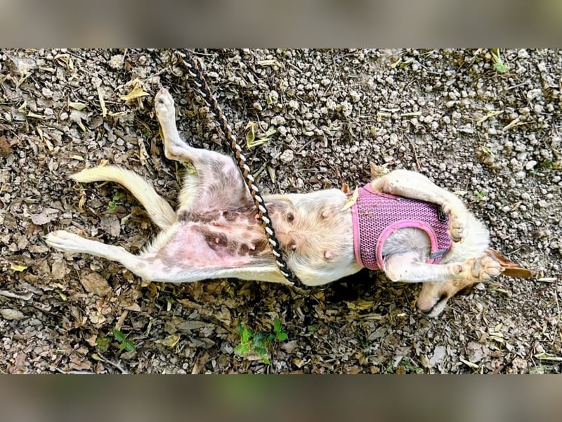 Guinda - zarte kleine Hundemama sucht ihr Zuhause