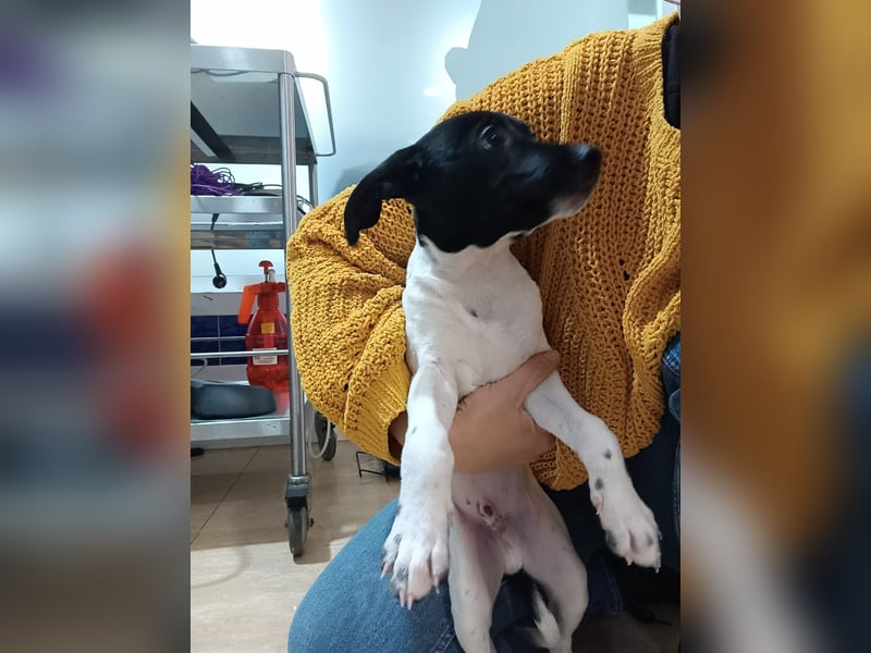 Teddy-Kleine Pfoten auf der Suche nach großem Glück