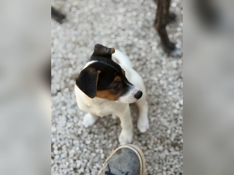 Kleine Zaubermaus mit großen Träumen sucht ihr Für-immer-Zuhause!