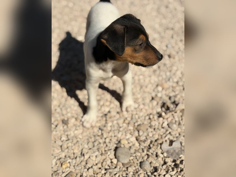 Romeo ,Kleiner Wirbelwind auf vier Pfoten sucht sein großes Glück