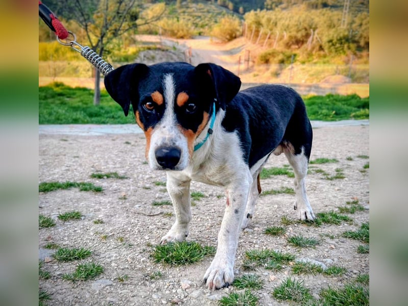 Pancho - dreifarbiger Sonnenschein sucht sein Glück